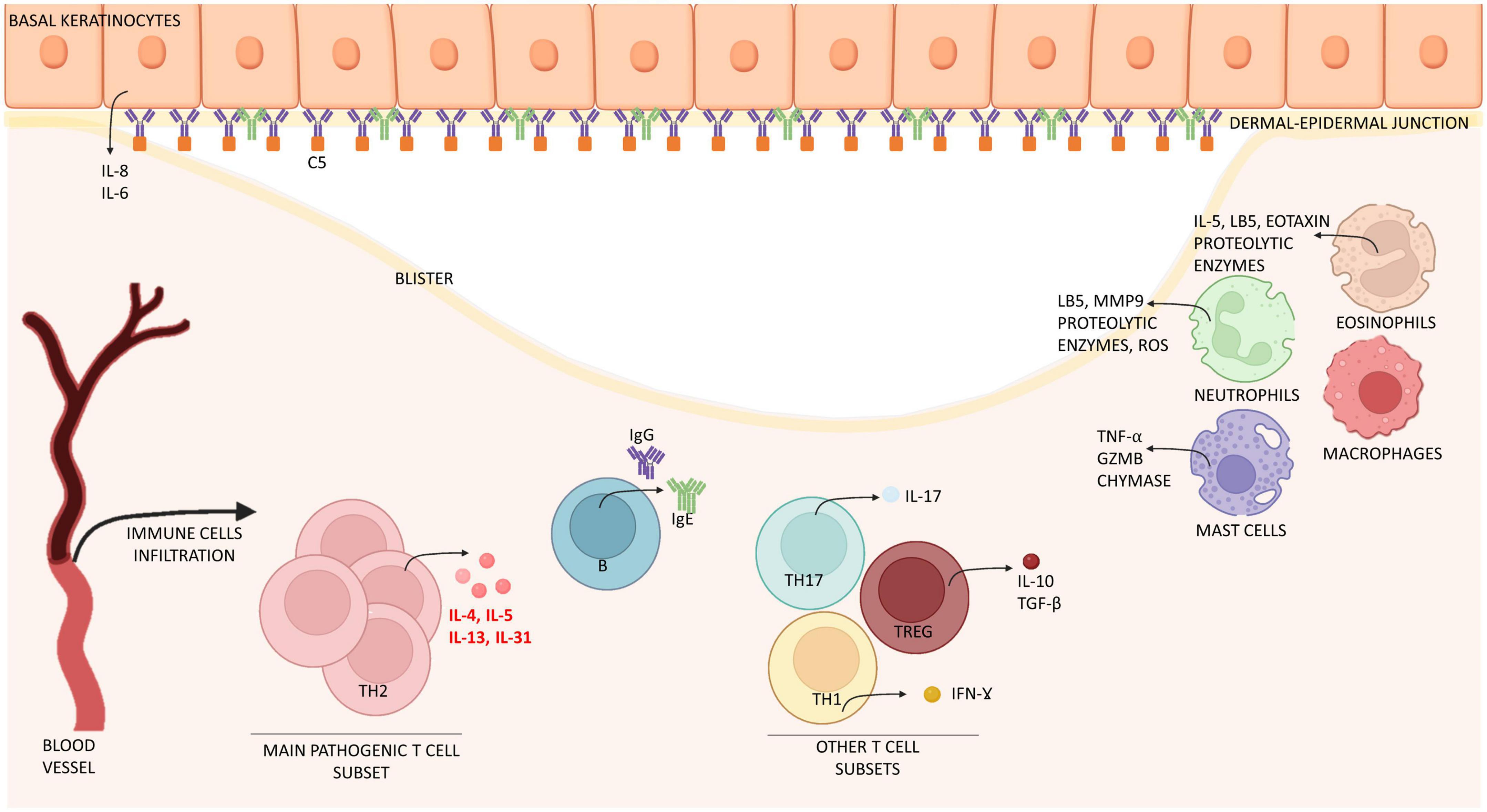 The cytokine milieu of bullous pemphigoid: Current and novel therapeutic targets